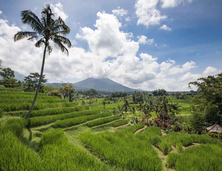 West Bali: Jatiluwih Rice Terrace and Tanah Lot Sunset Tour - Batukaru Temple brings a quieter mood