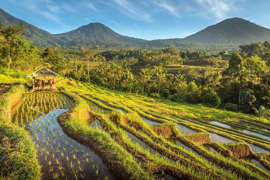 West Bali: Jatiluwih Rice Terrace and Tanah Lot Sunset Tour - Who will enjoy this day most