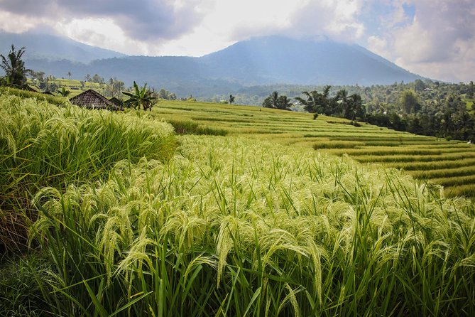West Bali Tour: Taman Ayun, Ulun Danu Beratan, Jatiluwih Rice Terrace, Tanah Lot - Jatiluwih is the day’s best walking stop