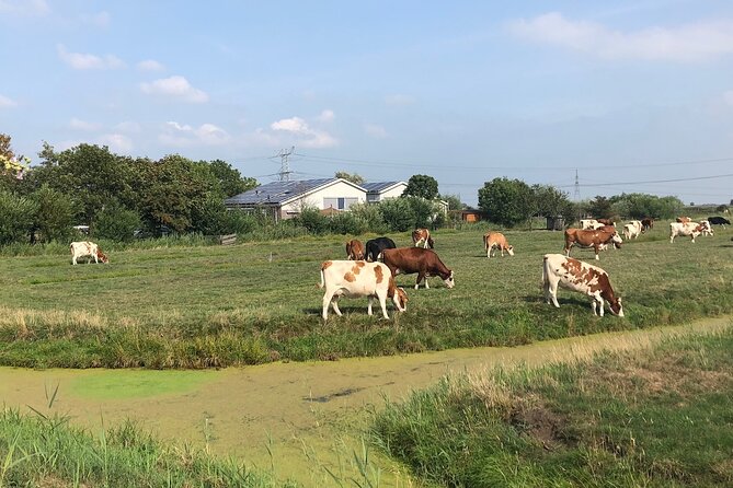 Windmill, Dairy Farms & Countryside Electric Bike Tour - What the e-bike changes