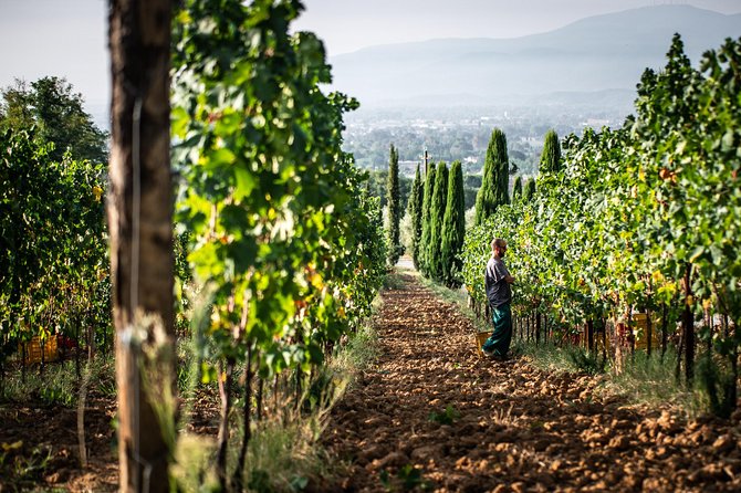 Wine and olive oil tasting & farm tour - A working farm outside Lucca