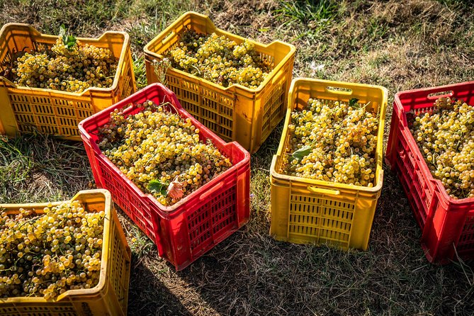 Wine and olive oil tasting & farm tour - Why the small group matters