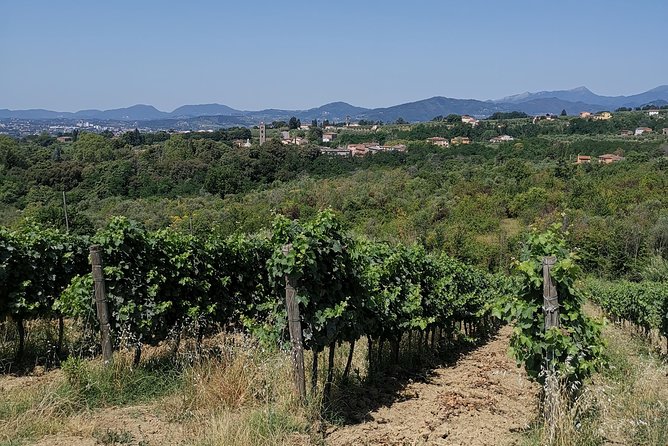 Wine and olive oil tasting & farm tour - The real value of $43.25