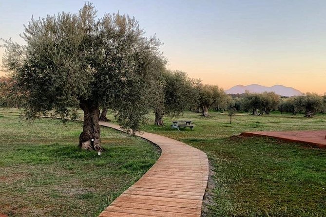 WIne & Olive Oil Tasting in an Organic Farm in Laconia, Greece! - Why this farm visit is different from a quick tasting