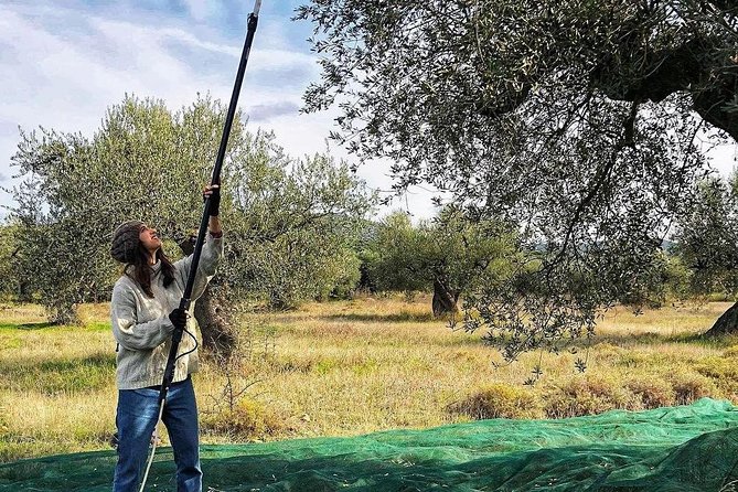 WIne & Olive Oil Tasting in an Organic Farm in Laconia, Greece! - Learning to taste four olive oils