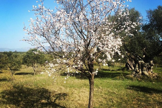 WIne & Olive Oil Tasting in an Organic Farm in Laconia, Greece! - Is the $590.38 price good value?