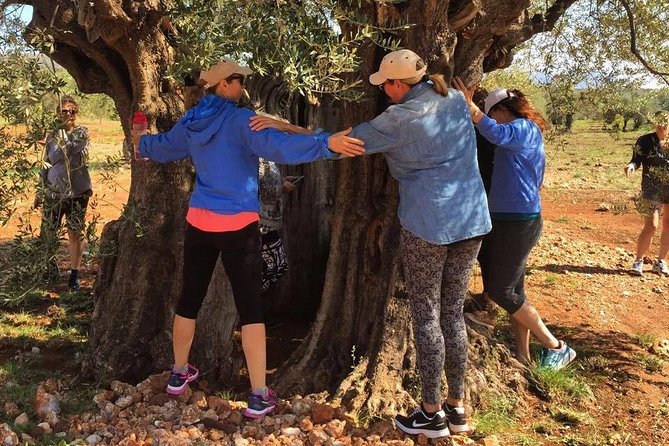 WIne & Olive Oil Tasting in an Organic Farm in Laconia, Greece! - Adding the Sparta olive oil museum