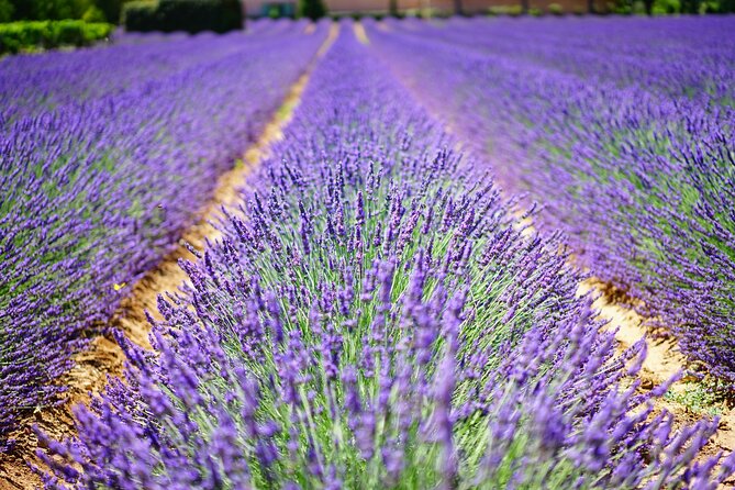 Wine Tasting and lavender Farm Tours - Between the Lines, Hare, and Pillitteri