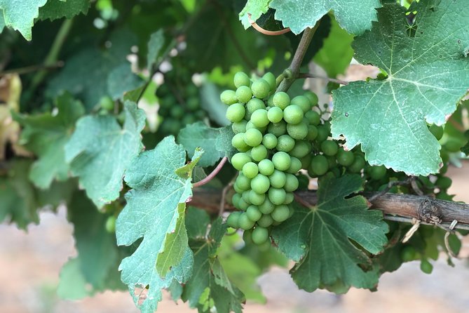 Wine Tasting, Cape Dutch Farm and Art Day Tour from Cape Town - The private museum and art collection need confirmation