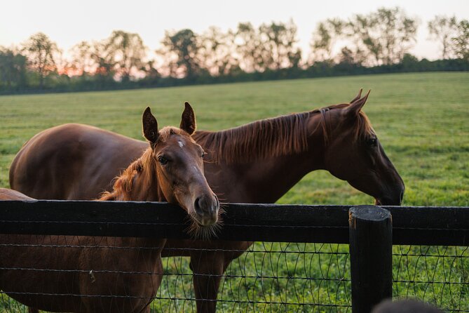 Woodford Reserve, Kismet Thoroughbred Farm & Whiskey Thief - Useful details before you book
