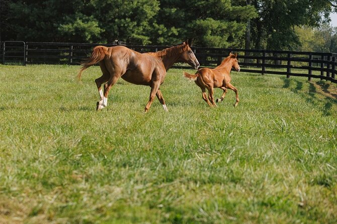 Woodford Reserve, Kismet Thoroughbred Farm & Whiskey Thief - The schedule gives you a full Kentucky day