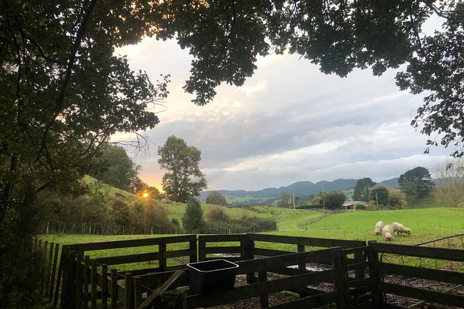 Wool Sheep Farm Experience with Handmade Wool Hat in New Zealand - What the $31.03 price delivers