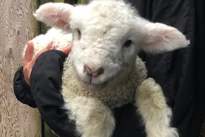 Wool Sheep Farm Experience with Handmade Wool Hat in New Zealand - Weather, group size, and practical planning