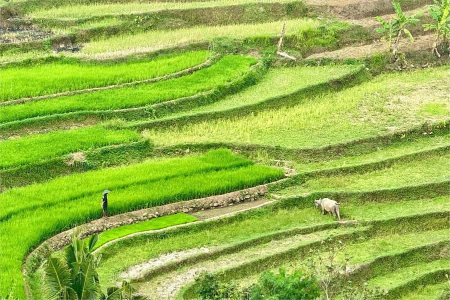 Yogyakarta: Selogriyo Temple, Rice Terraces & Waterfall Tour - Key points before you book