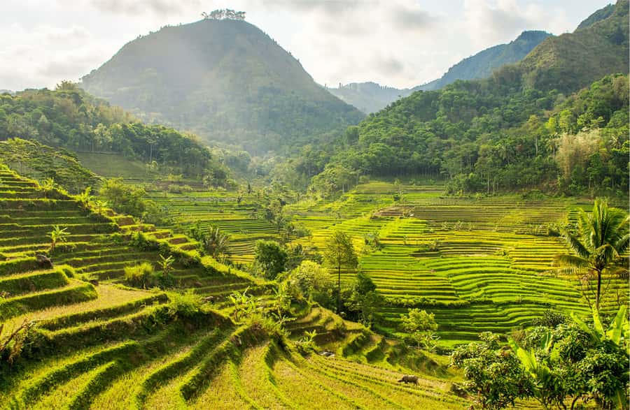 Yogyakarta: Selogriyo Temple Tour & Java Rice Terrace Trek - Key points at a glance