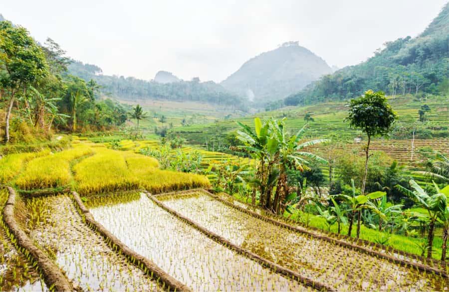 Yogyakarta: Selogriyo Temple Tour & Java Rice Terrace Trek - Why Selogriyo feels different from Yogyakarta’s major temples