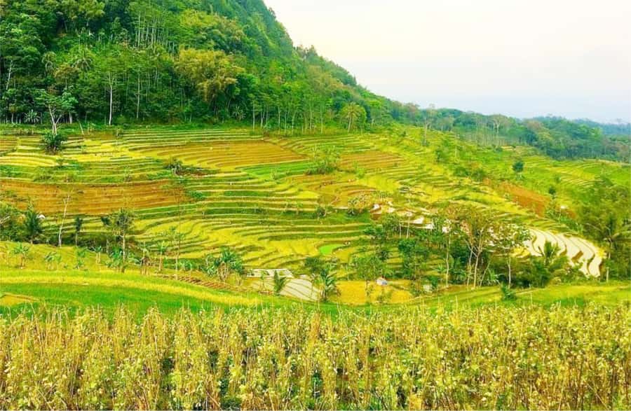 Yogyakarta: Selogriyo Temple Tour & Java Rice Terrace Trek - Walking through Java’s working rice terraces
