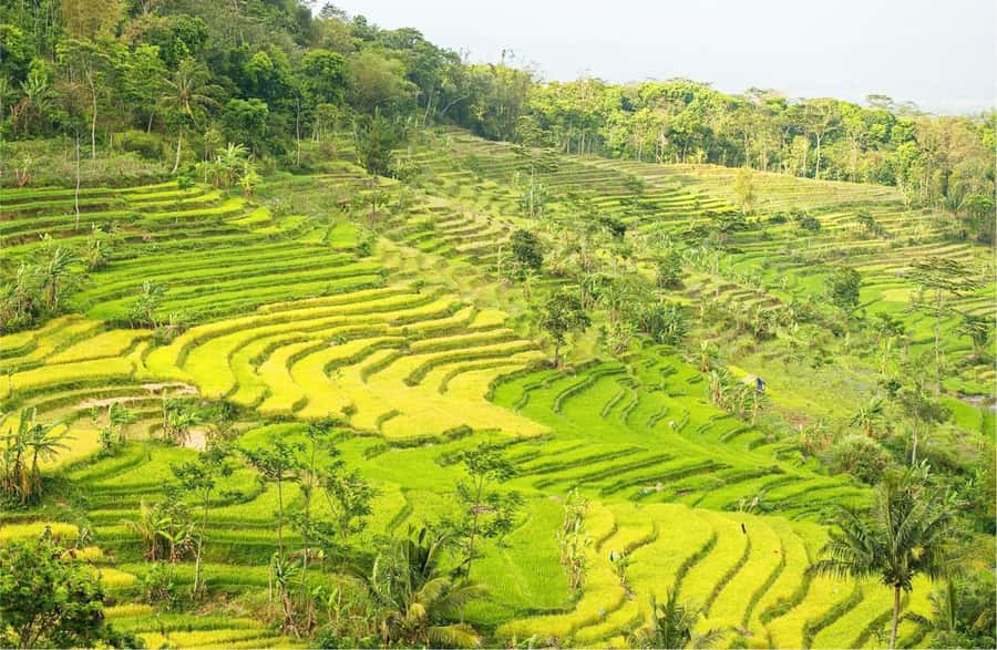 Yogyakarta: Selogriyo Temple Tour & Java Rice Terrace Trek - The two-hour ride from Yogyakarta