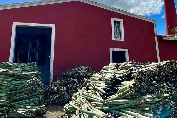 Yucatan Discovery: Motul, Hacienda, Pink Lake, Ruins & Progreso - Transport, language, and the pace of the day