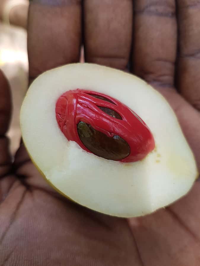 Zanzibar full day Jozani forest + Spice farm and stone town - Key points at a glance