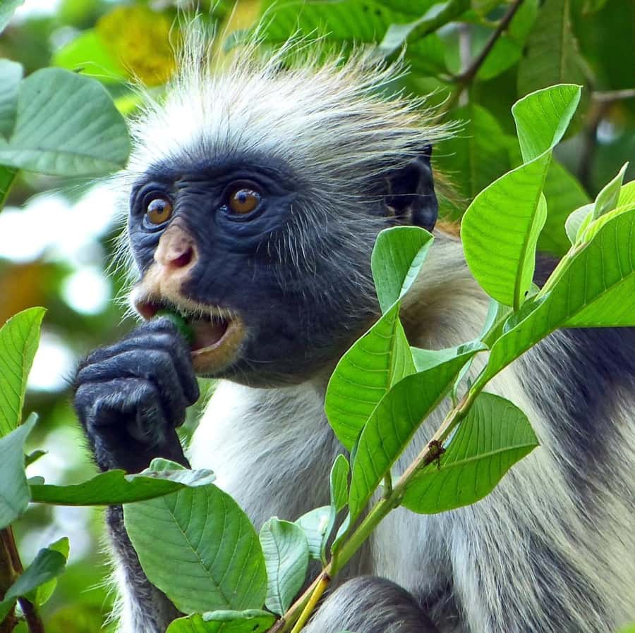 Zanzibar full day Jozani forest + Spice farm and stone town - The mangrove bridge and Zanzibar Butterfly Center