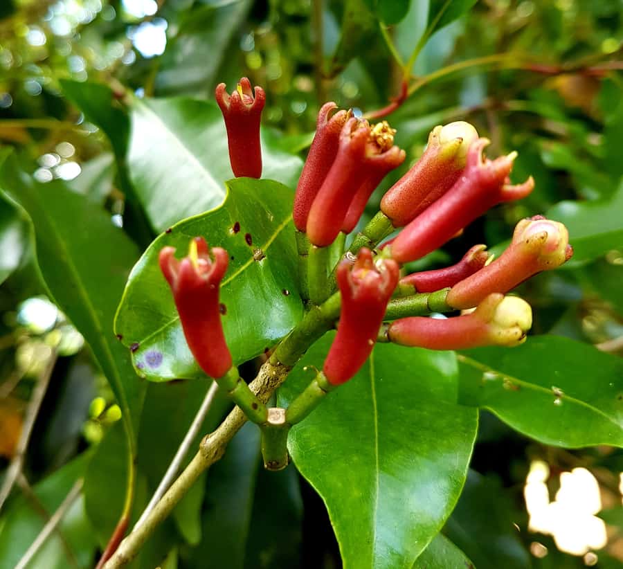 Zanzibar full day Jozani forest + Spice farm and stone town - Is $90 good value?