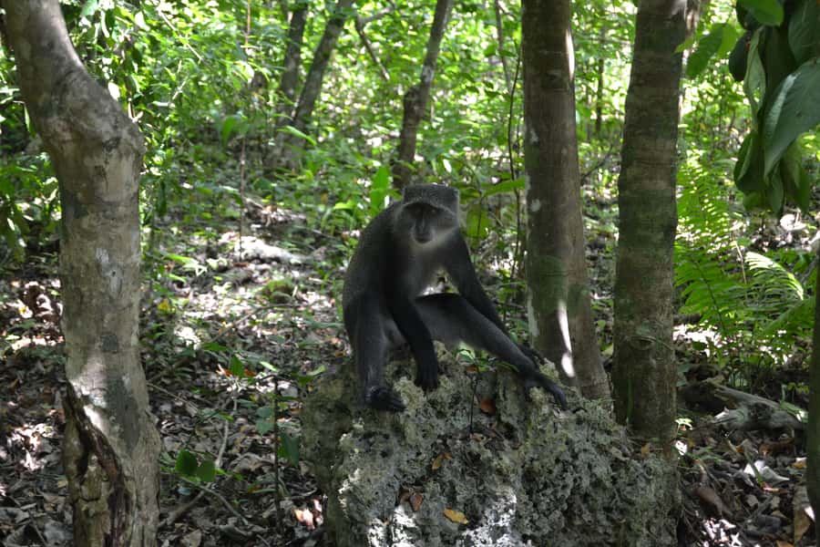 Zanzibar full day Jozani forest + Spice farm and stone town - Meeting Zanzibar’s red colobus monkeys in Jozani Forest