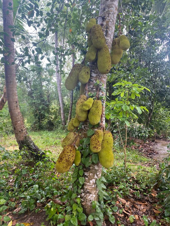 Zanzibar: Spice Farm & Stone Town Tour with Lunch - Key points to know before booking