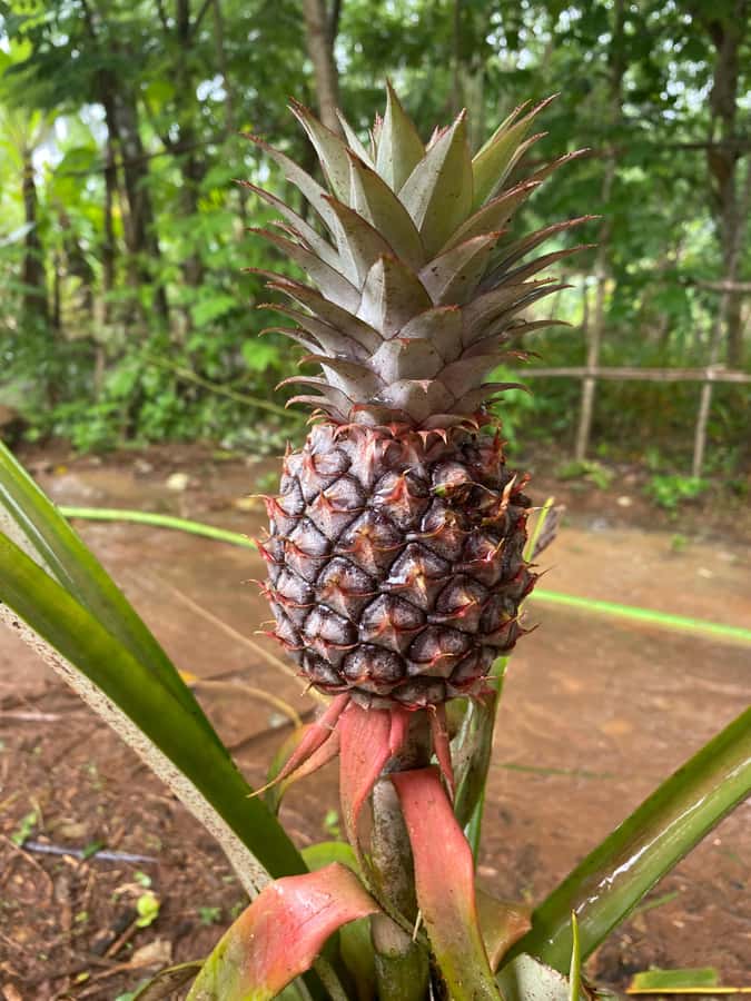 Zanzibar: Spice Farm & Stone Town Tour with Lunch - Lunch at the farm