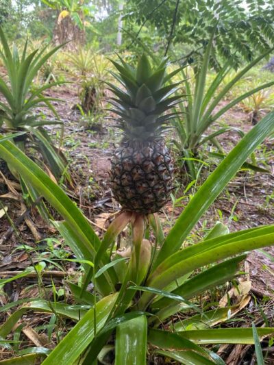 Spice Farm & Stone Town Tour with Lunch