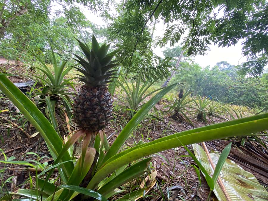 Zanzibar: Spice Farm & Stone Town Tour with Lunch - Who will enjoy this tour most?