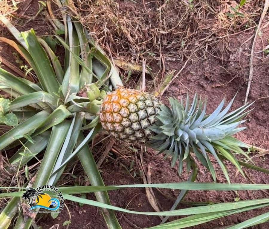 Zanzibar: Spice Farm Tour and Cooking Class with Lunch - Shopping, tips, and the question of authenticity