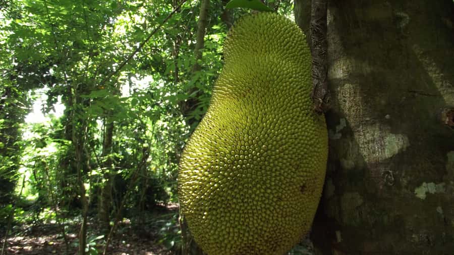 Zanzibar: Spice Farm Tour with Traditional Cooking Lesson - Key points to know before you book