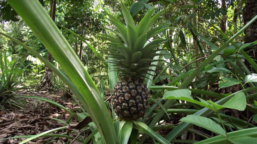 Zanzibar: Spice Farm Tour with Traditional Cooking Lesson - Fresh jackfruit, coconut, and tropical fruit