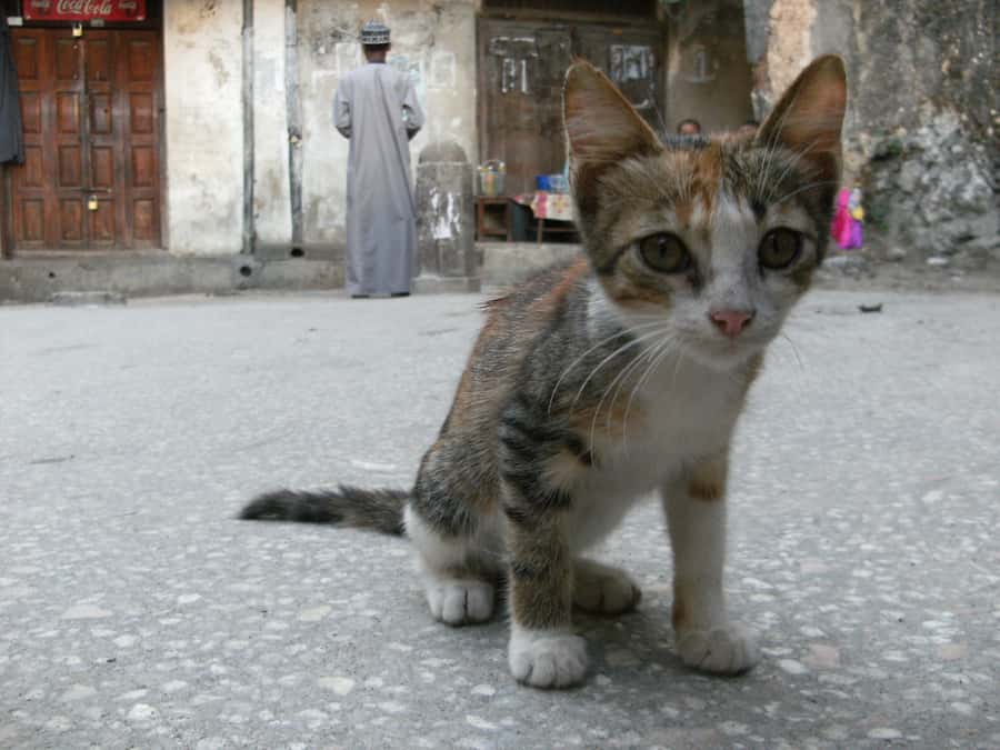 Zanzibar: Stone Town & Spice Farm Tour with Lunch - Timing, meeting point, and practical details
