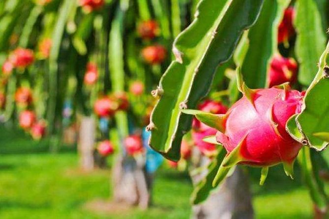 Zhujiajiao Water Town Private Tour with Local Farm Visit and Fruit Picking - A local meal breaks up the sightseeing