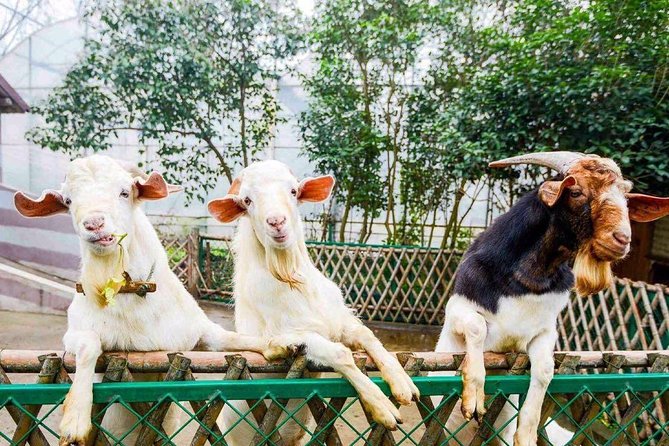 Zhujiajiao Water Town Private Tour with Local Farm Visit and Fruit Picking - From water town to working farm