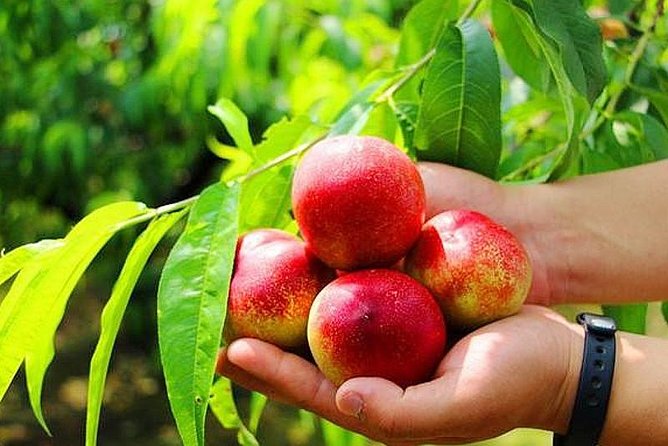 Zhujiajiao Water Town Private Tour with Local Farm Visit and Fruit Picking - Who will get the most from this outing