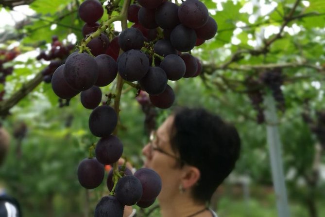 Zhujiajiao Water Town Private Tour with Local Farm Visit and Fruit Picking - The optional canal boat decision
